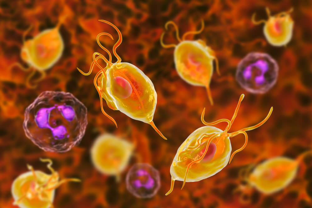Can You Get Trichomoniasis From A Wet Toilet Seat at Hazel Butts blog